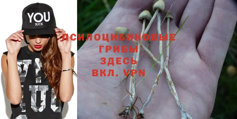 дарк нет состав  Краснообск  Псилоцибиновые грибы Psilocybe  наркота 